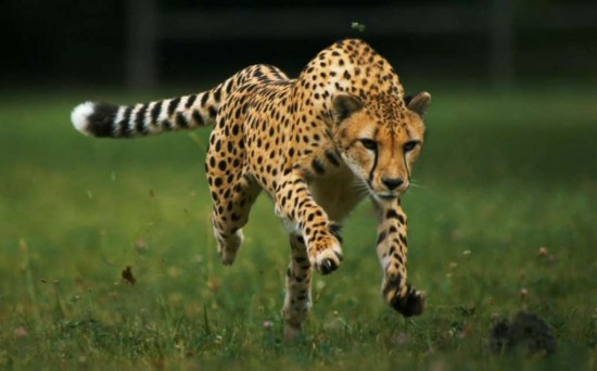 25 интересных фактов о гепардах — СТО ФАКТОВ